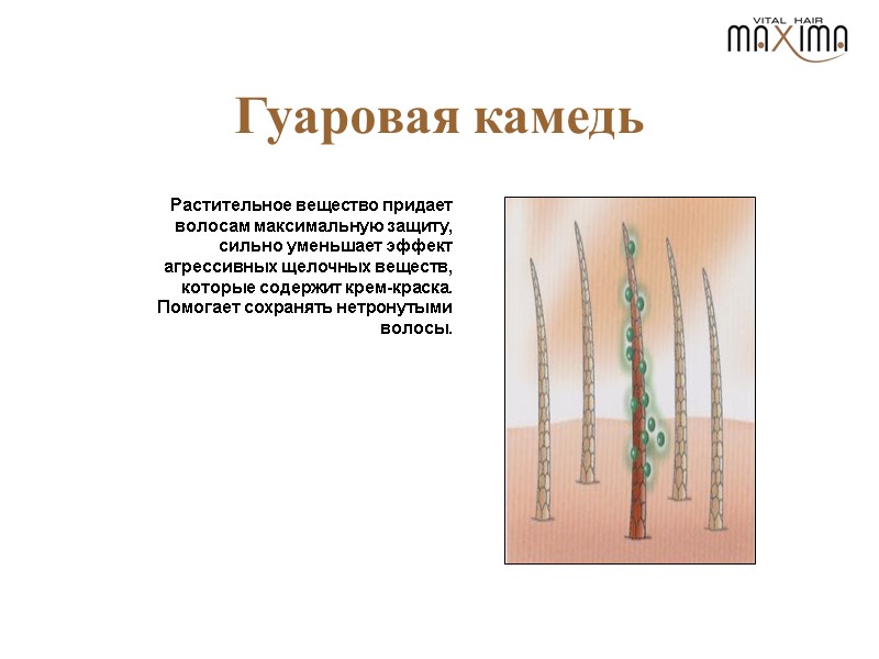 Гуаровая камедь Растительное вещество придает волосам максимальную защиту, сильно уменьшает эффект агрессивных щелочных веществ,